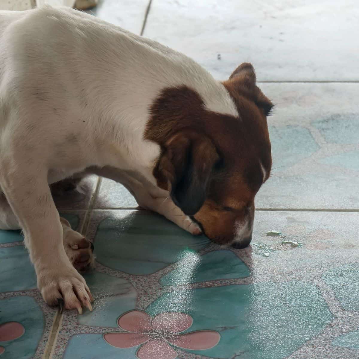 A small white-and-brown dog laps up liquid from a tiled indoor floor.