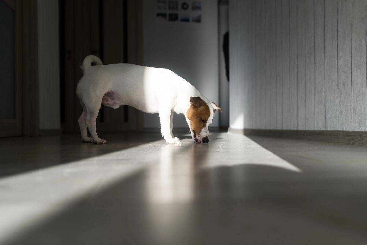 A small white-and-brown dog licks the floor in a sunlit hallway inside a home.
