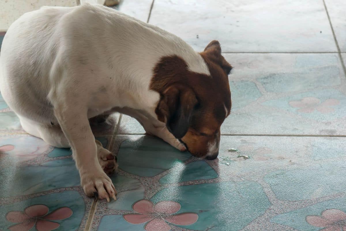A small white-and-brown dog licks liquid from a tiled floor indoors.