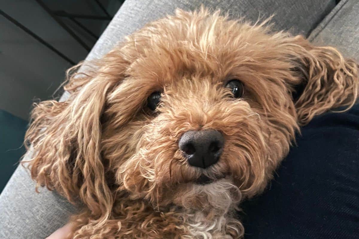 Small curly-haired bichon poodle mix lying on a person’s lap looking up with big dark eyes.