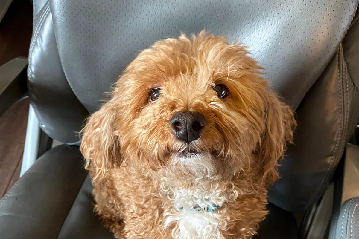 Small curly-haired bichon poodle mix sitting on a gray chair looking up attentively.