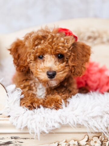 Tiny curly-haired puppy resting on a cushioned vintage bench with a pink accent behind it.