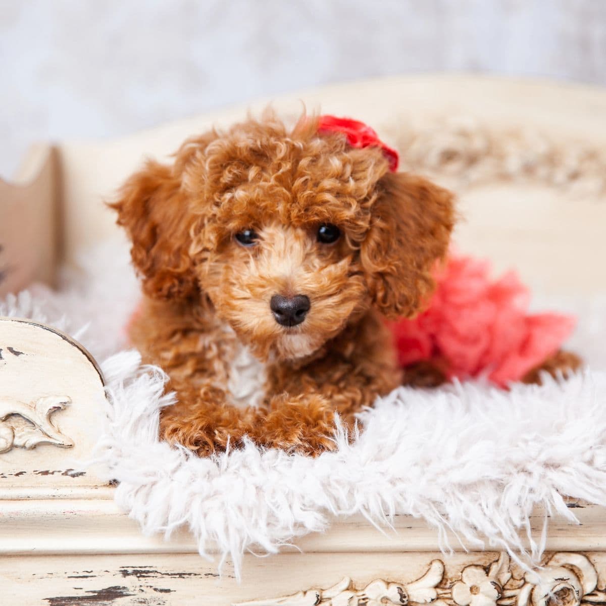 Tiny curly-haired puppy resting on a cushioned vintage bench with a pink accent behind it.