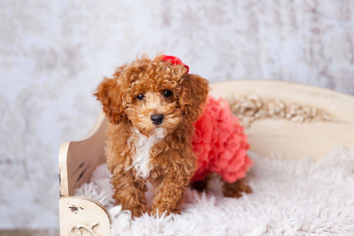 Small curly brown puppy standing on a fluffy cushion on a vintage bench wearing a pink outfit.