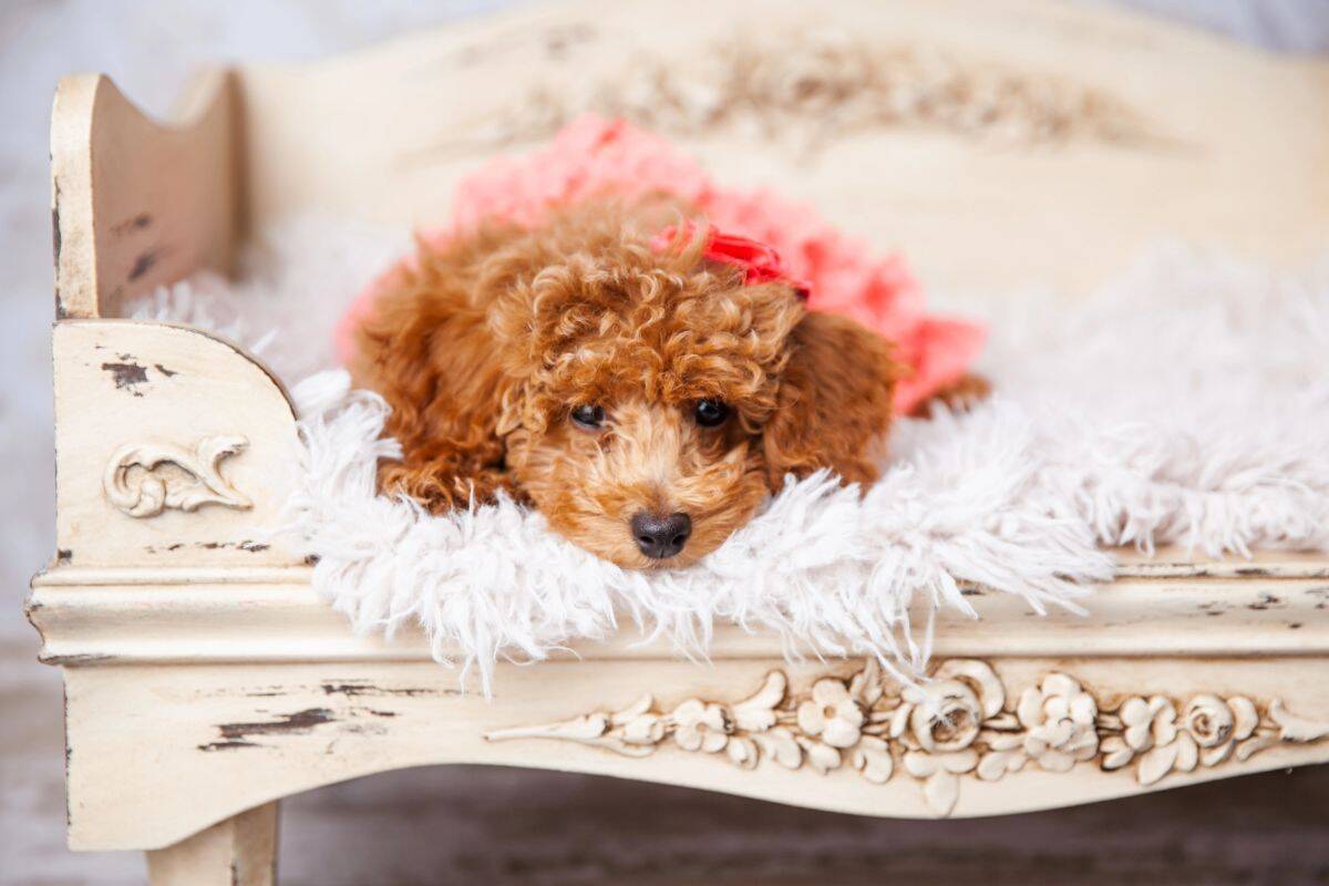 Curly brown puppy resting on a fluffy cushion on a vintage-style bench with a pink accent behind it.