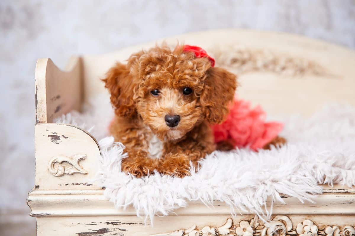 Small curly-haired puppy lying on a cushioned vintage bench with a pink accessory behind it.