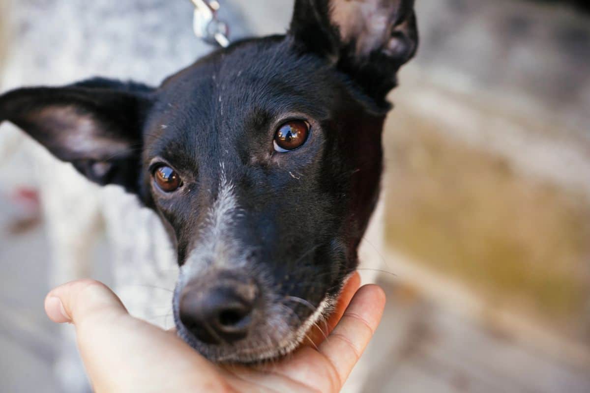Close-up of a black dog resting its head in a person’s hand.