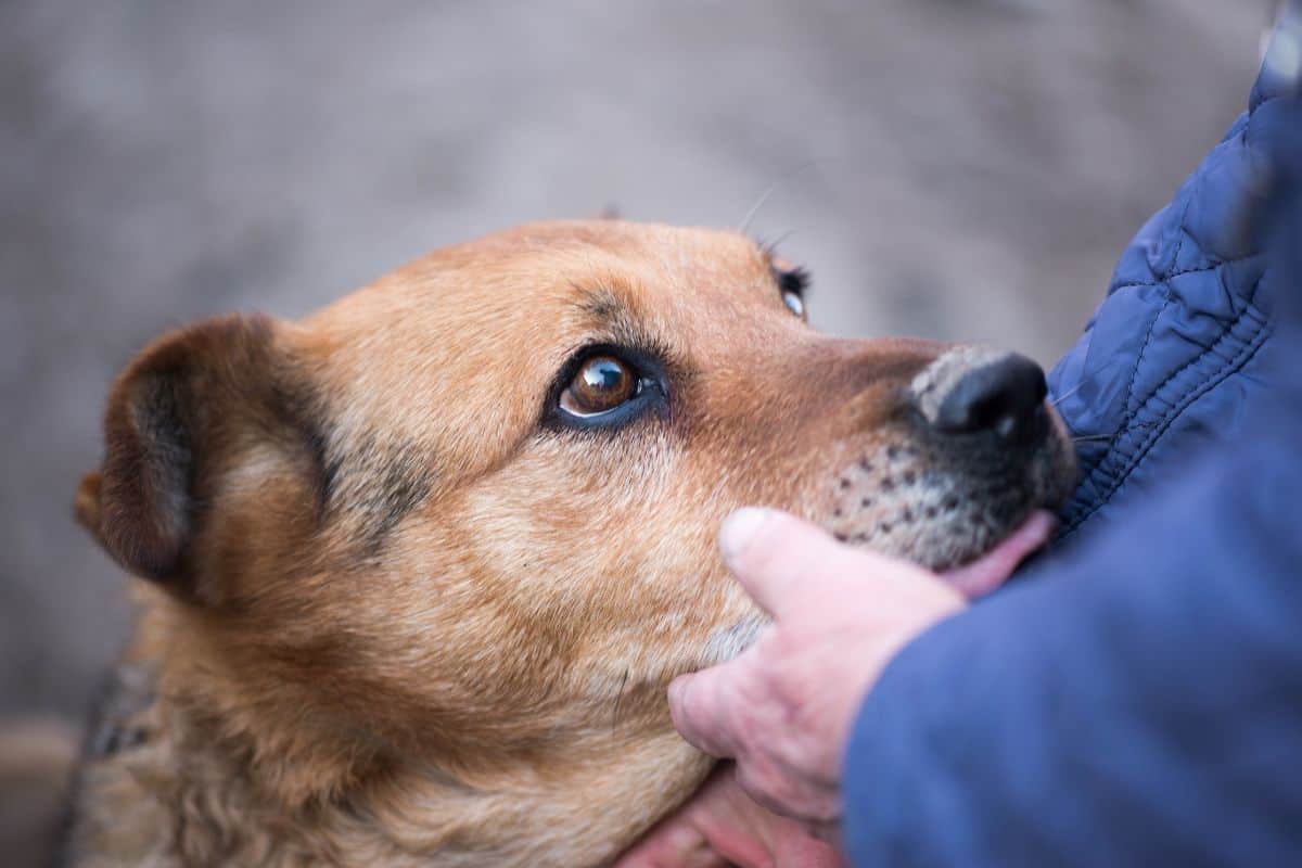 Close-up of a dog gently licking a person's hand while being held.