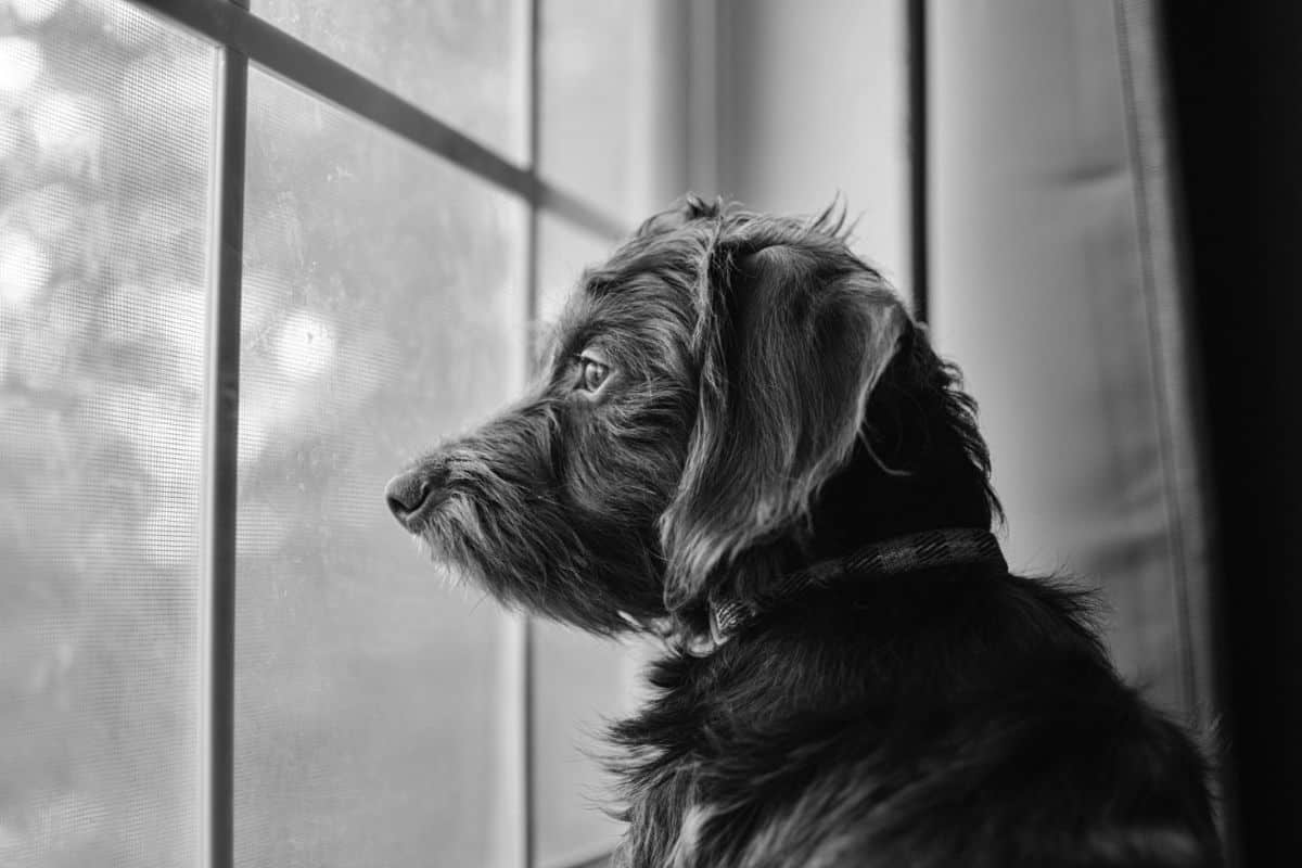 Dog gazing out a window indoors in a calm, thoughtful pose.