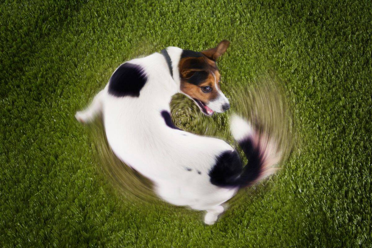 Small dog spinning in circles on green grass, chasing its tail.