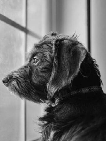 Dog looking out a window inside with a relaxed, contemplative demeanor.