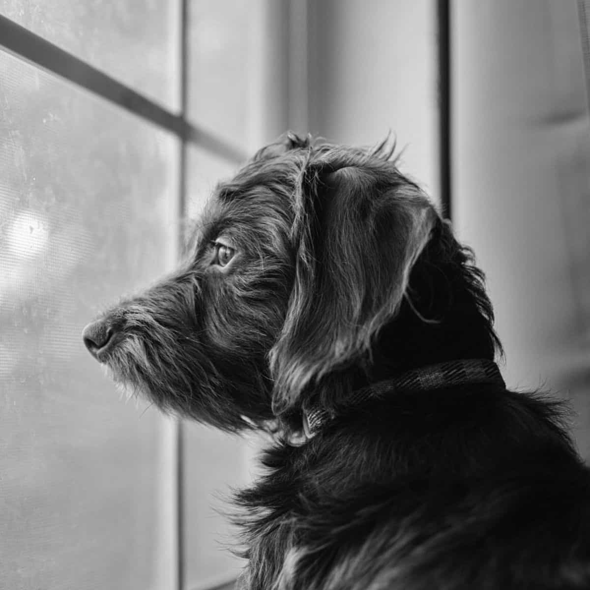 Dog looking out a window inside with a relaxed, contemplative demeanor.
