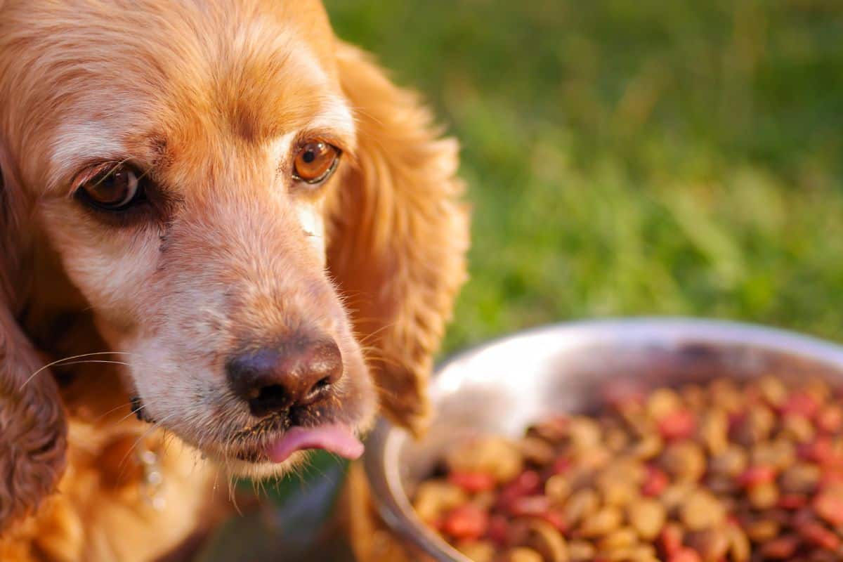 Brown dog beside a bowl of dry dog food outdoors.