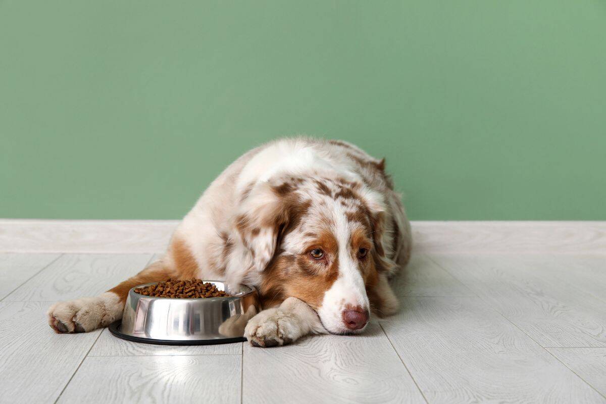 Dog lying beside a bowl of dry food on the floor.