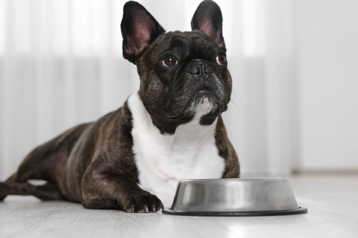 French bulldog lying next to an empty metal dog bowl indoors.