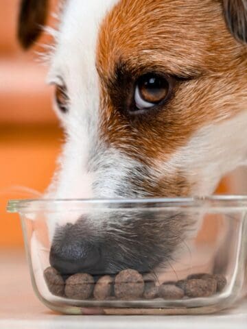 A small dog eats dry kibble from a transparent glass bowl.