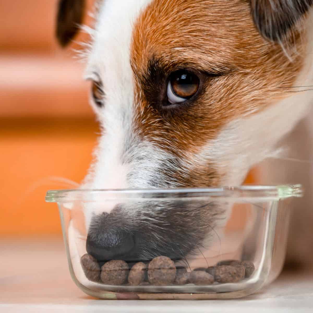 A small dog eats dry kibble from a transparent glass bowl.