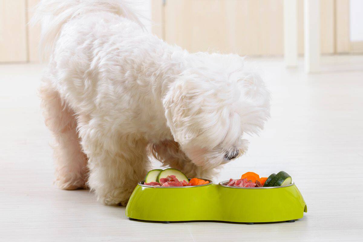 Small white dog eating vegetables from a green food bowl.