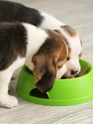 Two puppies sharing a green food bowl on the floor.