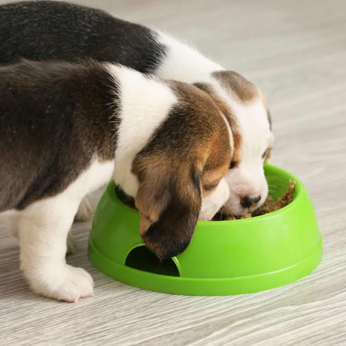 Two puppies sharing a green food bowl on the floor.