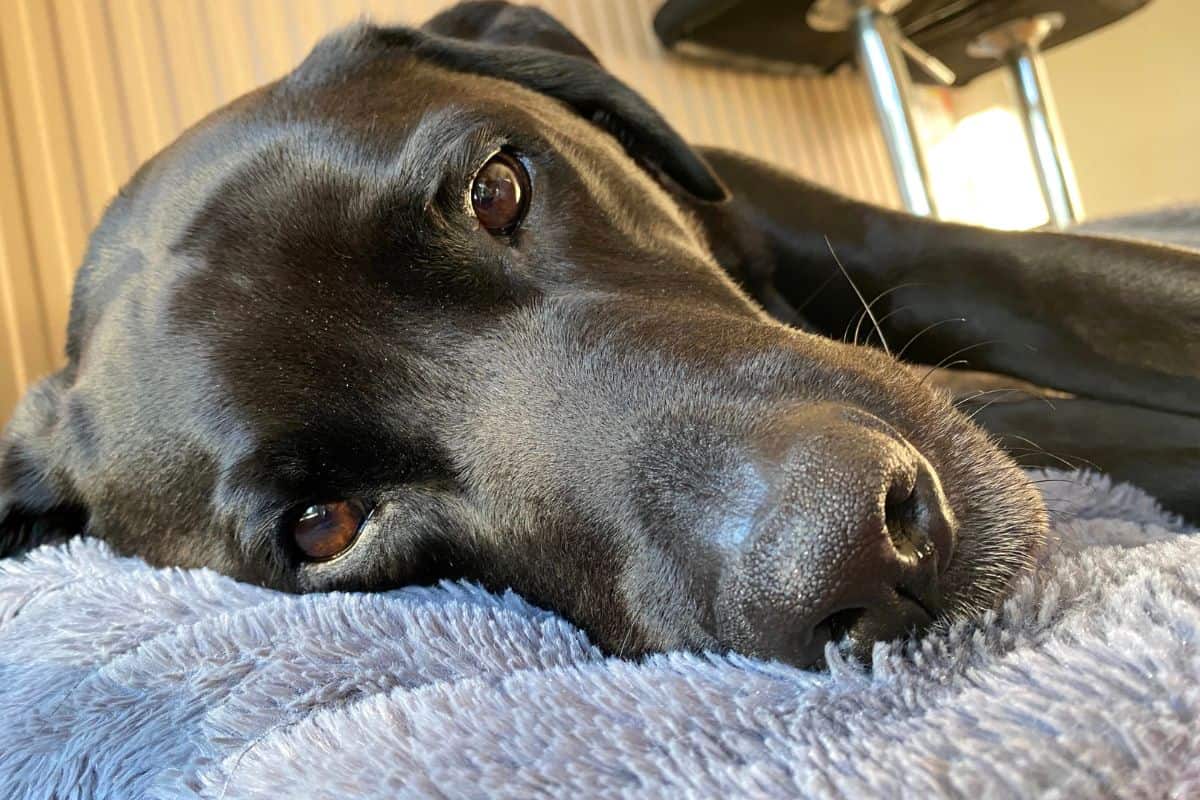 Close-up of a black dog resting its head on a soft blanket.