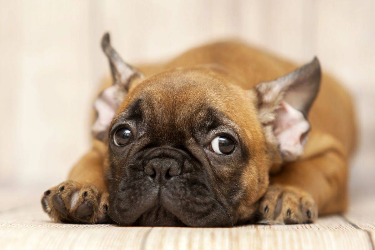Small brown dog lying down with its head resting on the floor.