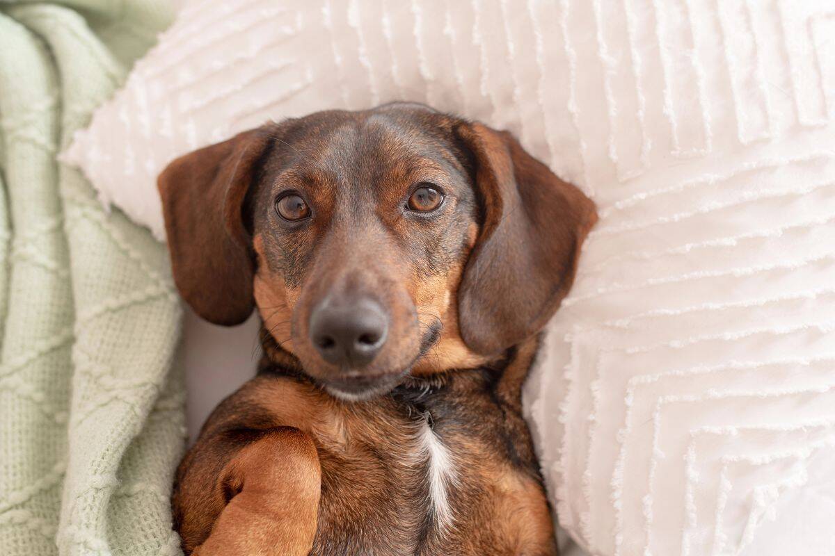 Small brown dog lying on its back under a blanket beside a pillow.