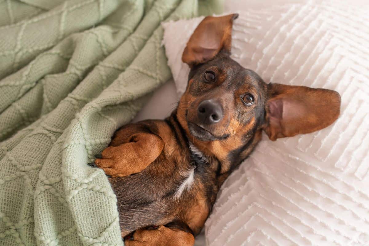 Small dog lying on its back under a blanket looking up.