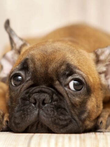 Small brown dog resting its head on the floor while lying down.