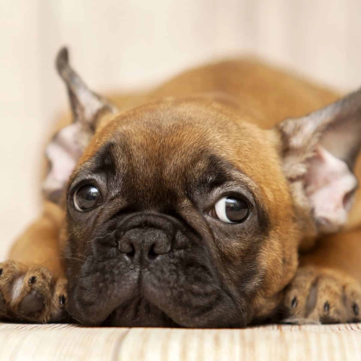 Small brown dog resting its head on the floor while lying down.