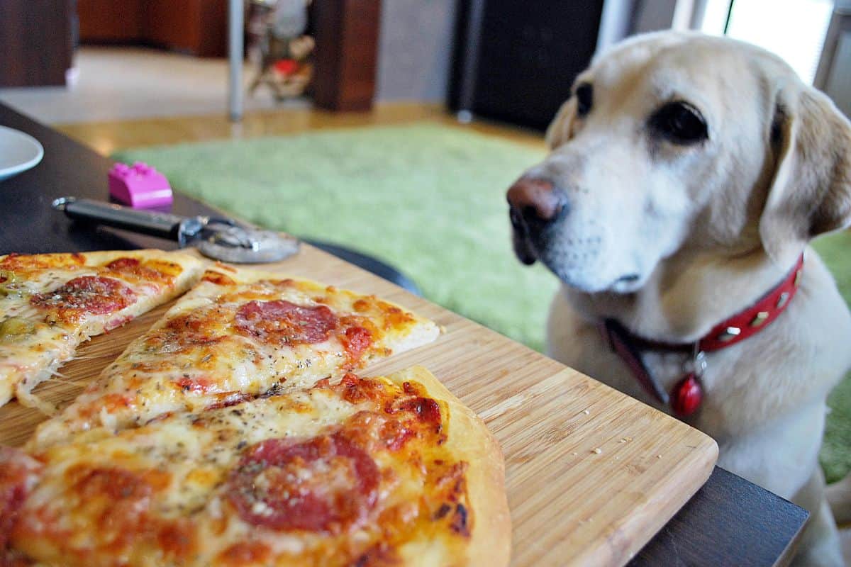 Dog staring at slices of pizza on a wooden board on the table.