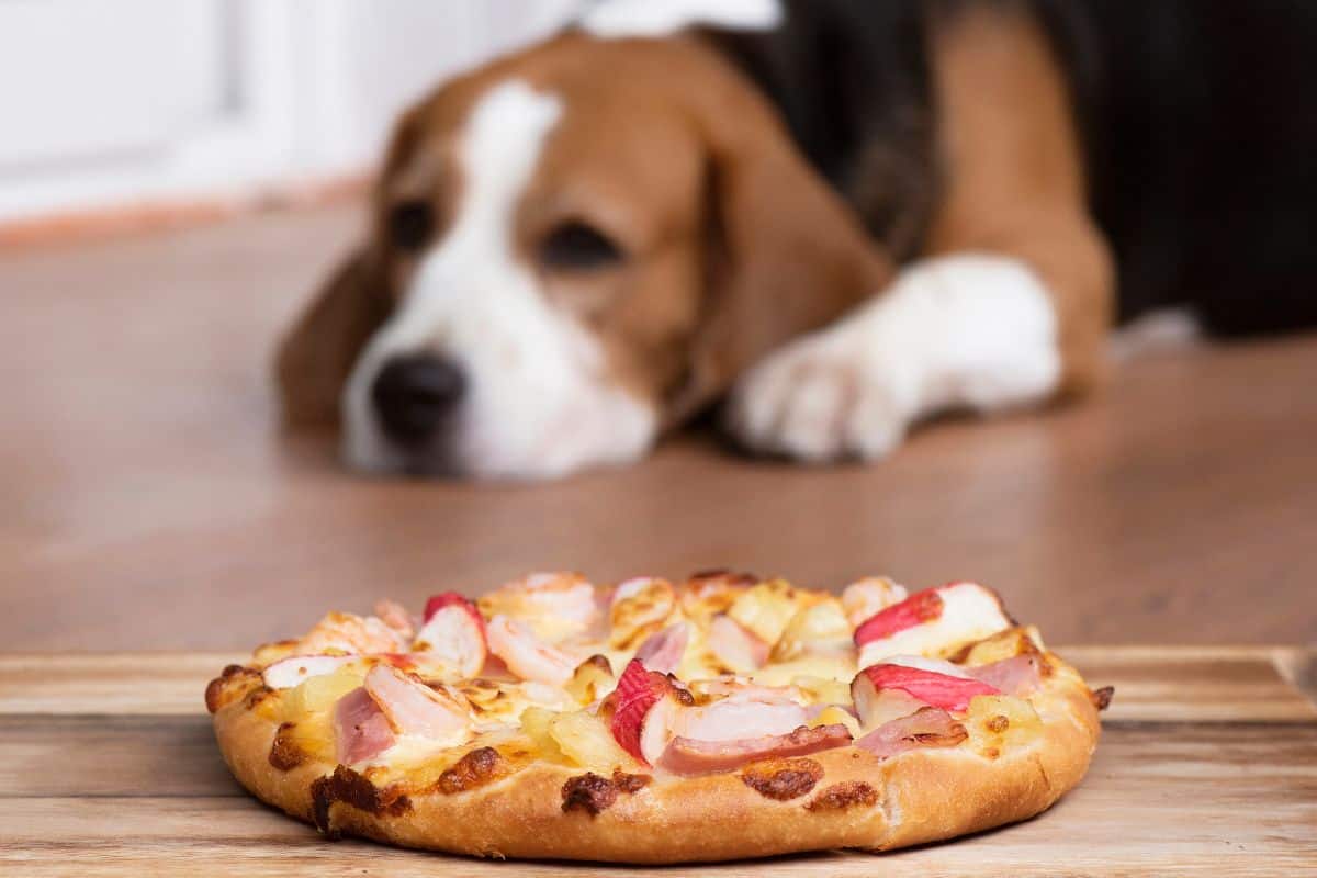 Dog lying on the floor watching a pizza on a wooden board in the foreground.