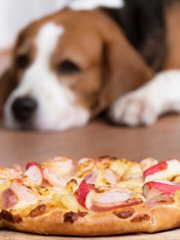 Dog resting on the floor while eyeing a pizza on a wooden board in front.