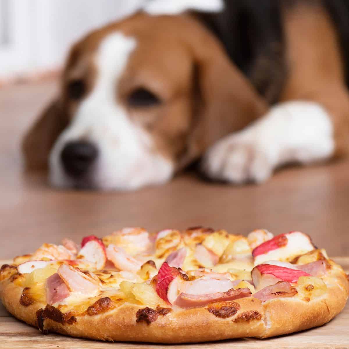 Dog resting on the floor while eyeing a pizza on a wooden board in front.