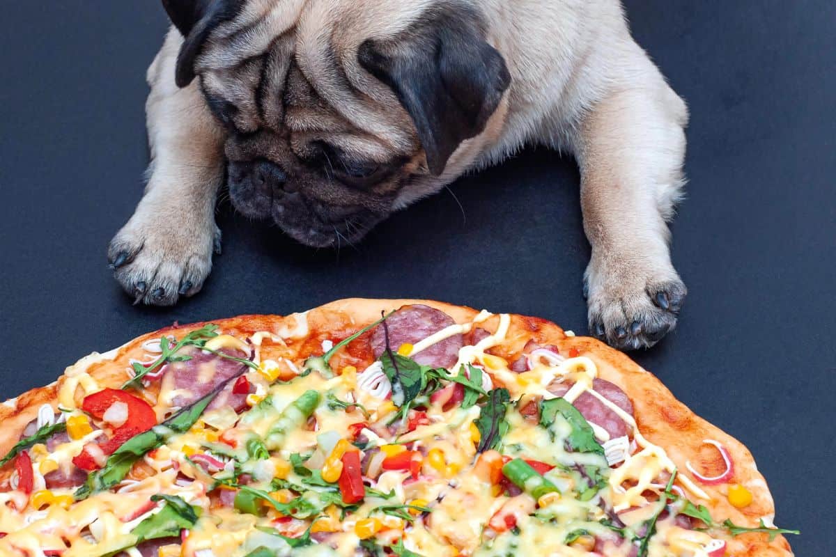 Pug looking down at a pizza topped with vegetables and meat.