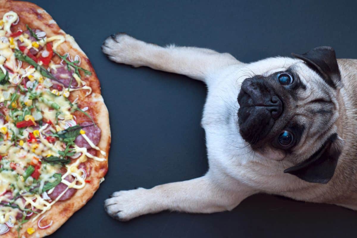 Pug lying beside a pizza, looking up at the camera.
