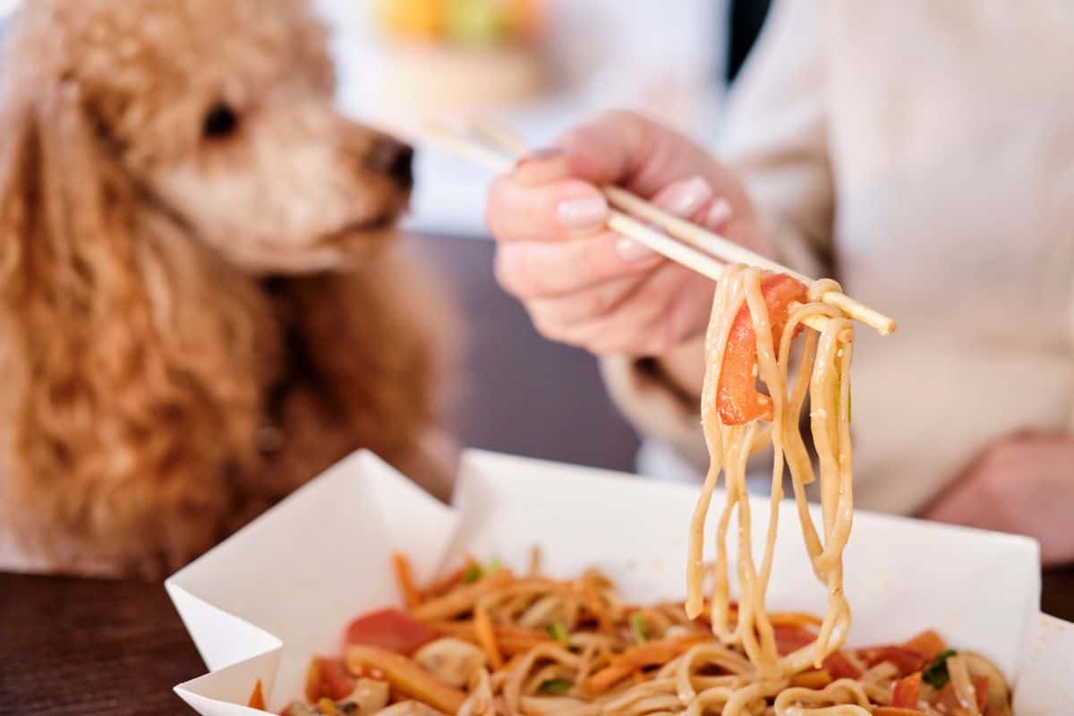 Dog watches as a person lifts noodles with chopsticks from a takeout container.