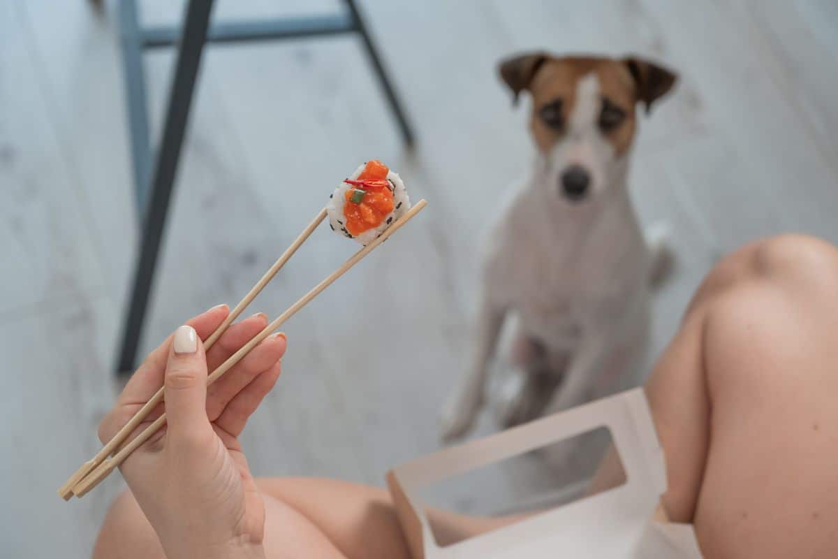 Dog watches a person holding sushi with chopsticks.