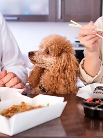Small poodle looking at people eating sushi at a table.