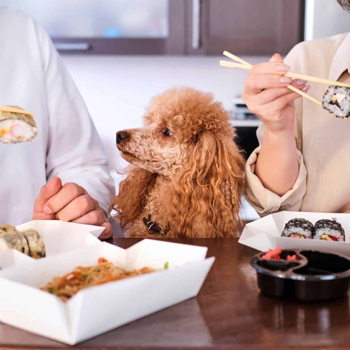 Small poodle looking at people eating sushi at a table.