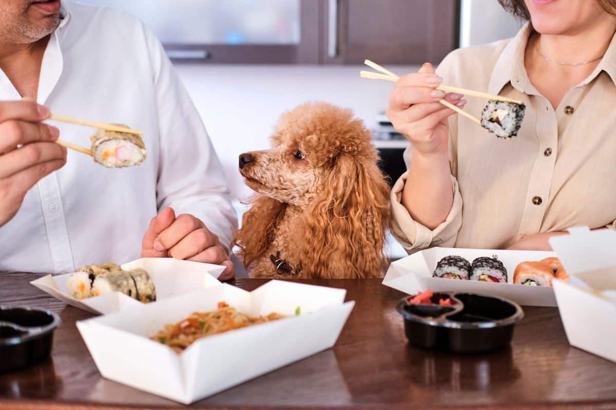 Small poodle watching people eat sushi at a table.