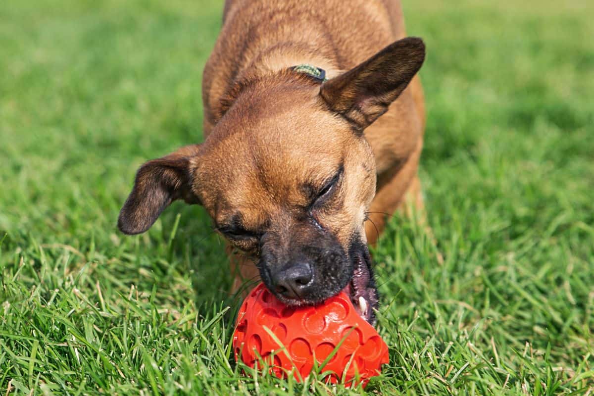 Chiweenie dog chewing a red toy ball while standing on grass.