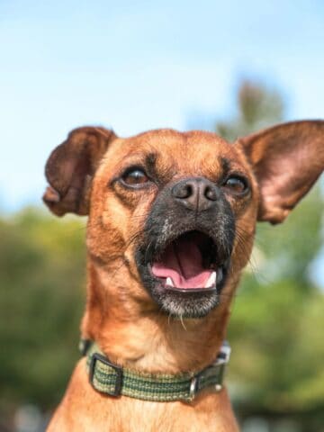 Chiweenie dog sitting outside with its mouth open and ears raised.