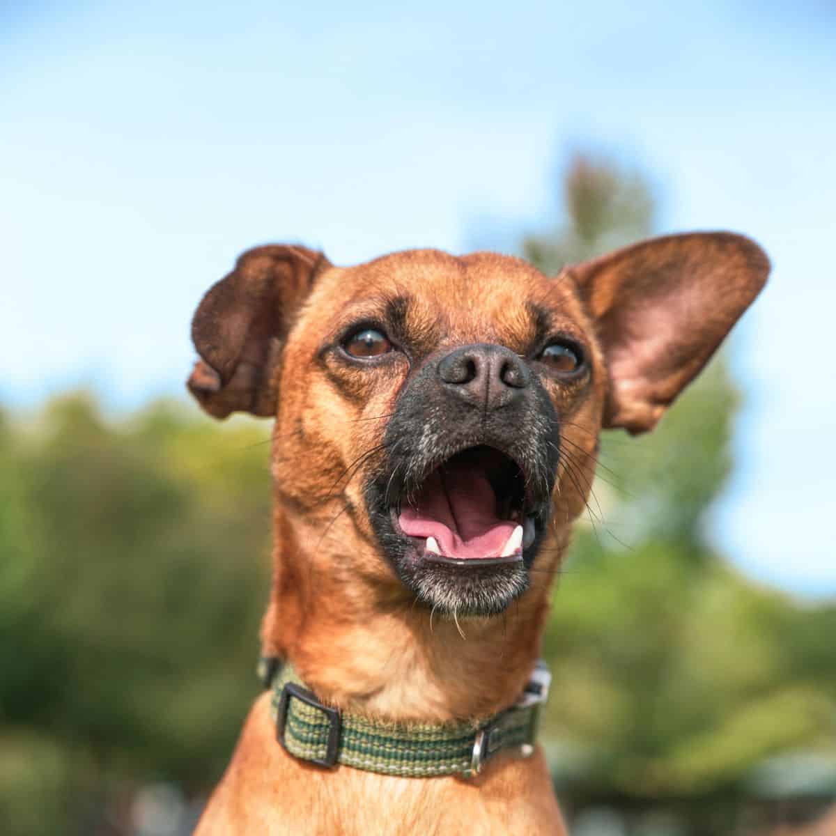 Chiweenie dog sitting outside with its mouth open and ears raised.