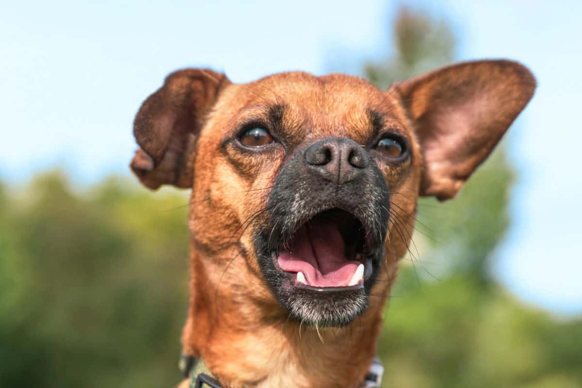 Chiweenie dog sitting outdoors with mouth open and ears perked.