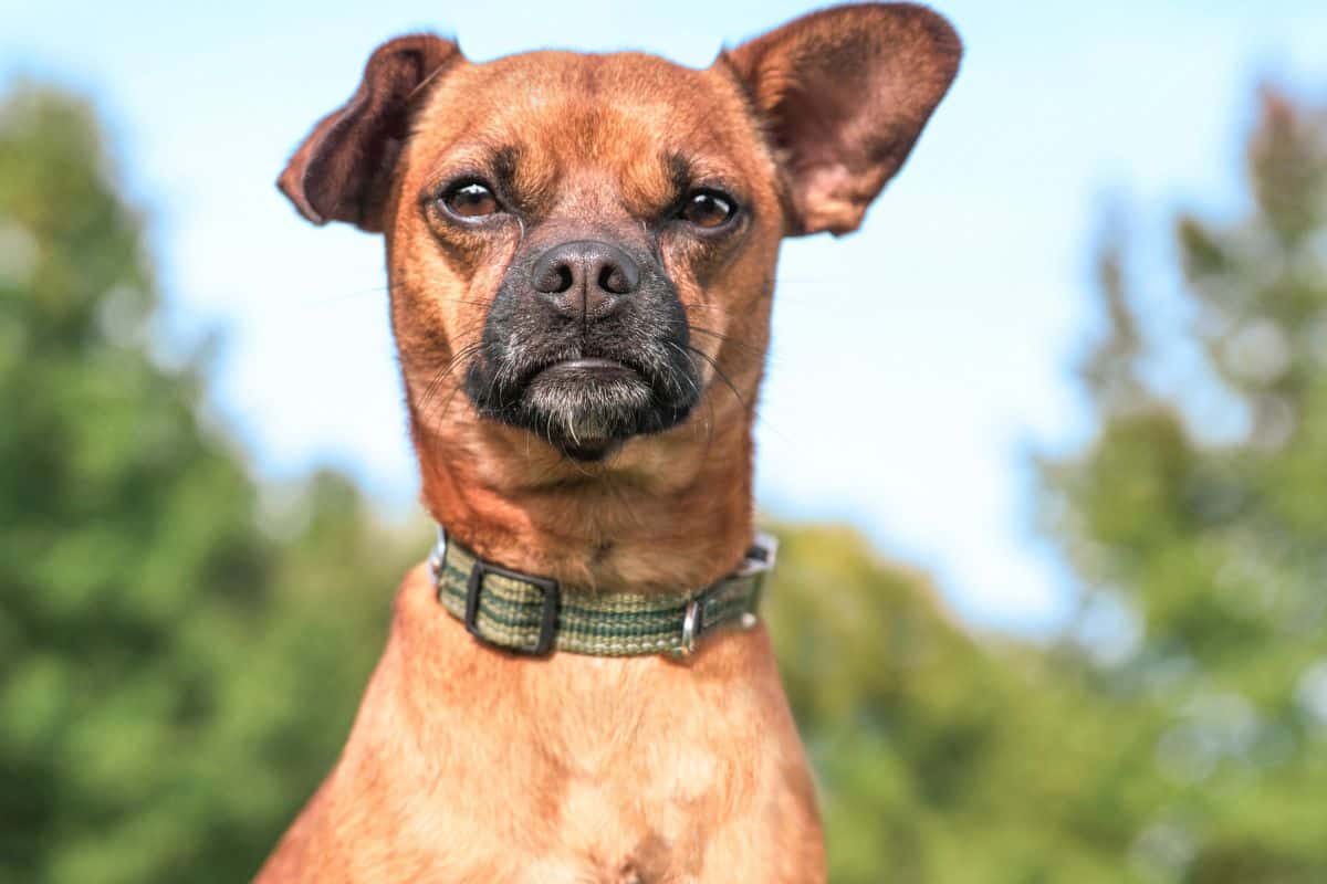 Chiweenie dog sitting outdoors and looking forward with one ear raised.
