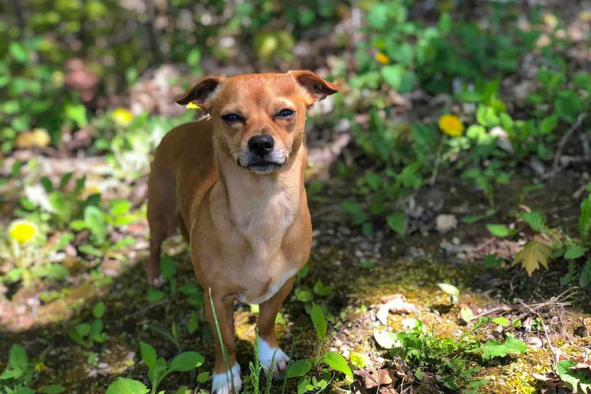 Small Chiweenie dog standing outdoors among grass and small plants.