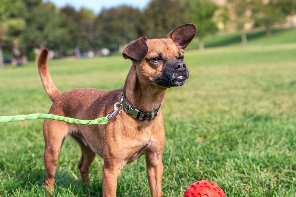 Chiweenie dog standing on grass with a red ball nearby on a leash.