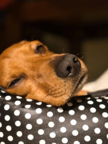 Dog lying on a polka dot pillow with eyes slightly open.