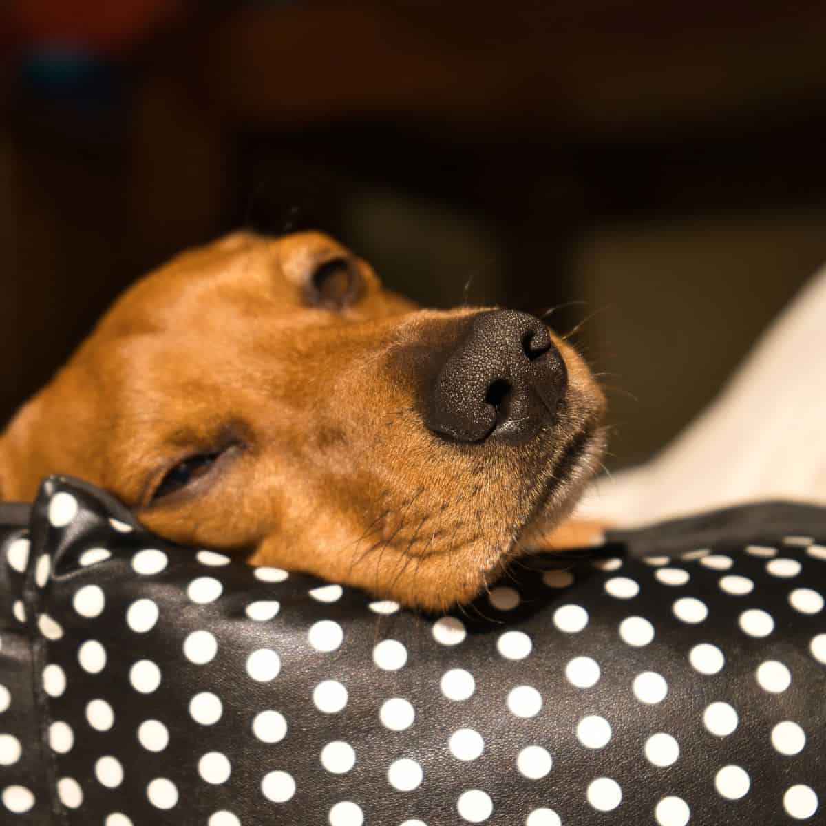 Dog lying on a polka dot pillow with eyes slightly open.